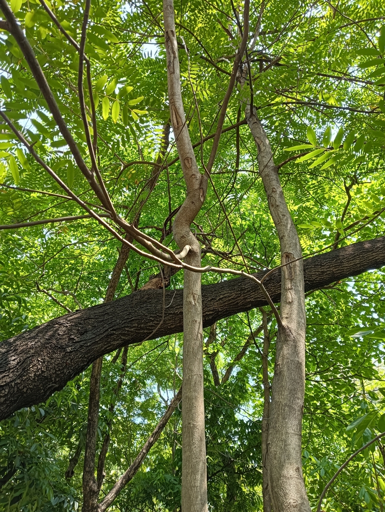 Kas Tree Kassod Tree from สวนวชิรเบญจทัศ (สวนรถไฟ) on March 27, 2023 at 01:33 PM ...