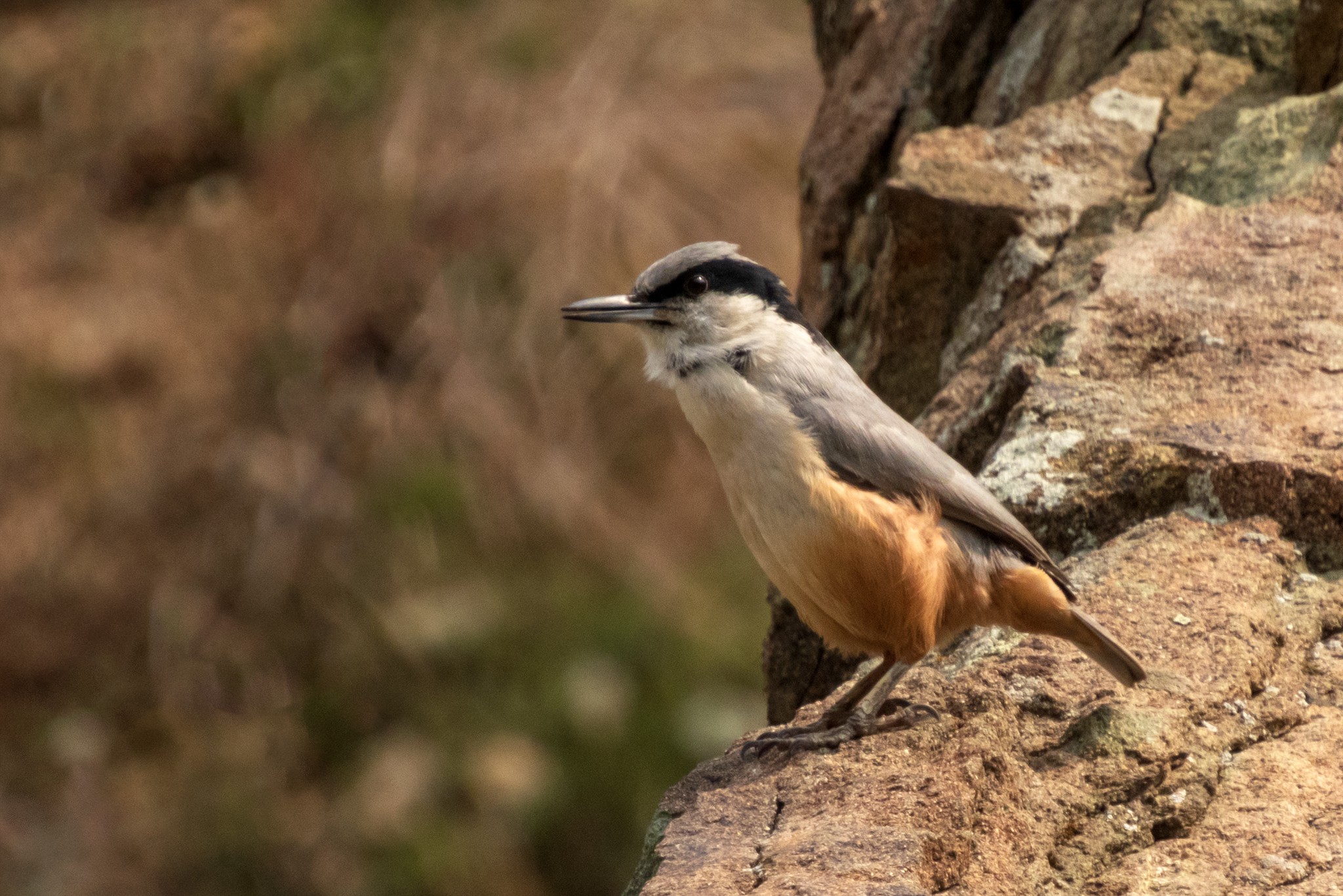 Eastern Rock Nuthatch