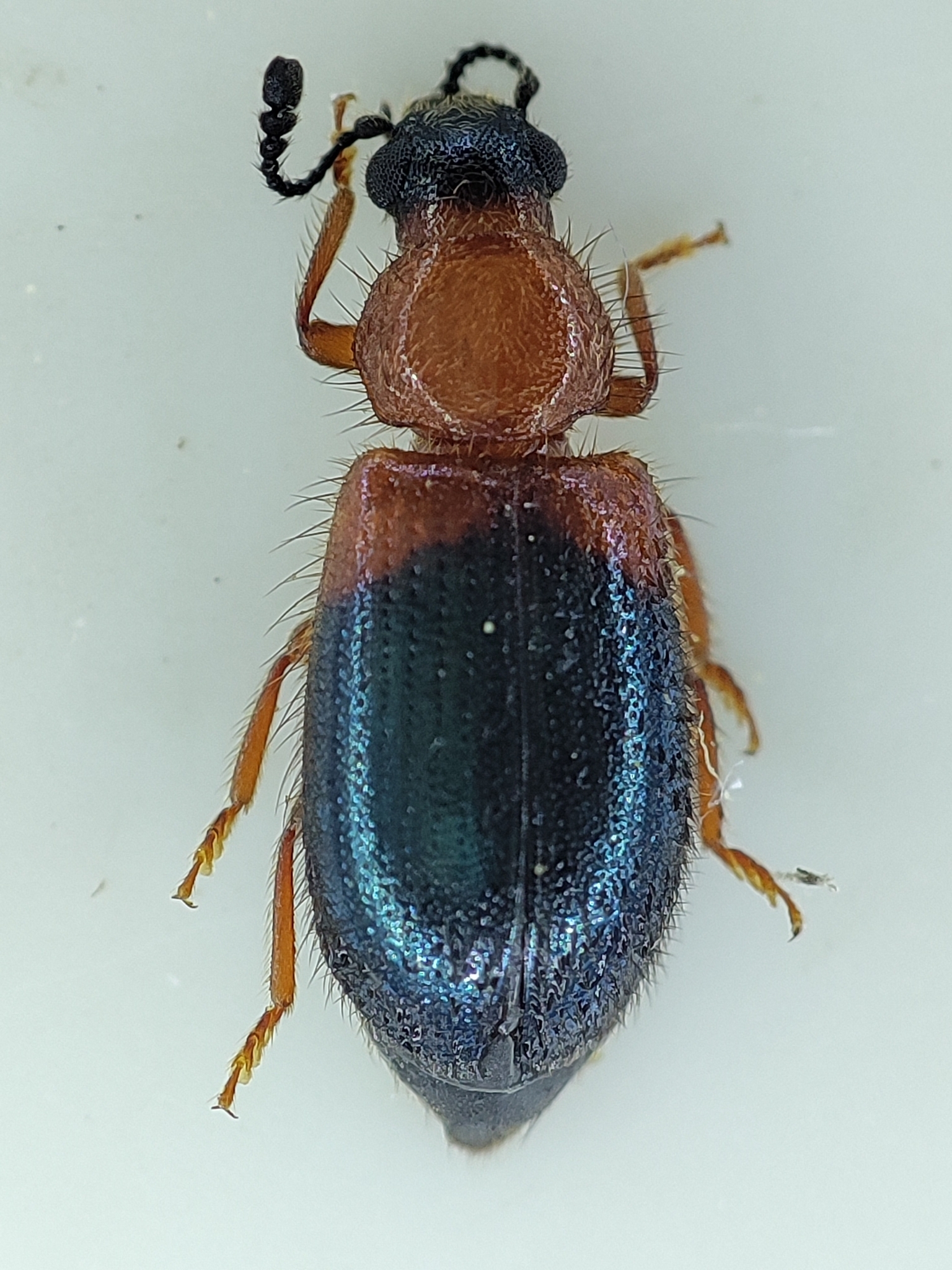 Necrobia ruficollis (Fabricius, 1775)