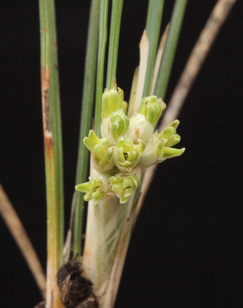 Lomandra mucronata