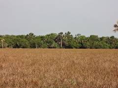 Eleocharis elegans