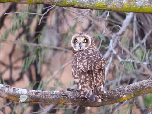 Asio flammeus observed 2015-01-01