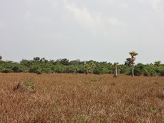Eleocharis elegans