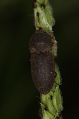 Agrypnus rectangularis
