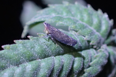 Scaphytopius loricatus