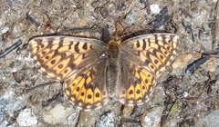 Boloria freija