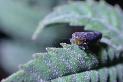 Scaphytopius loricatus