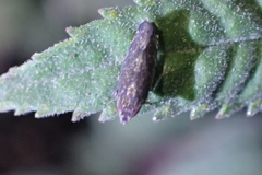 Scaphytopius loricatus