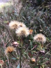 Hieracium umbellatum umbellatum