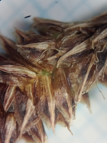 Image of Carex dissita by (c) Joe Potter Butler, some rights reserved (CC BY)