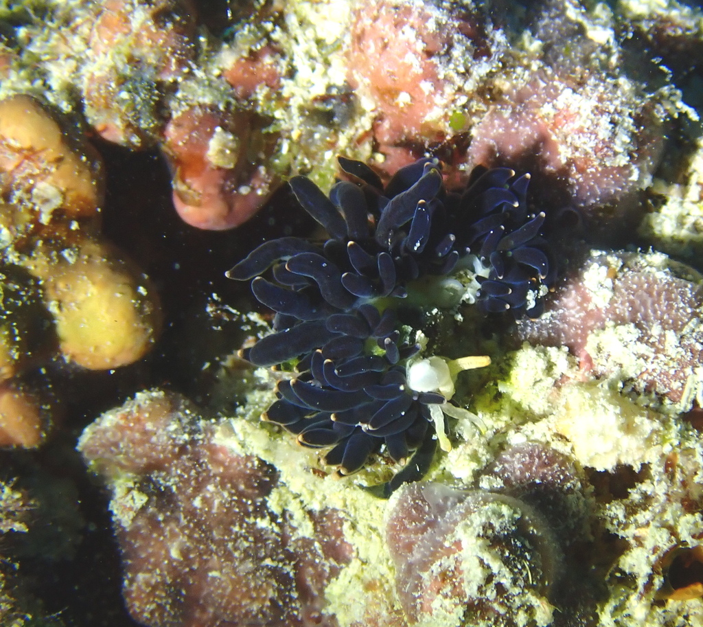 Blackgill Tenellia
