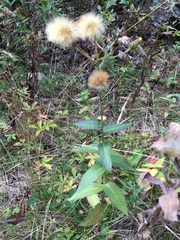 Hieracium umbellatum umbellatum