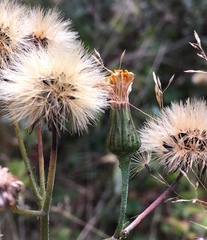 Hieracium umbellatum umbellatum