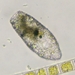 Cylindrifflugia lanceolata - Photo (c) narido, some rights reserved (CC BY-NC), uploaded by narido