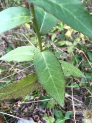 Hieracium umbellatum umbellatum