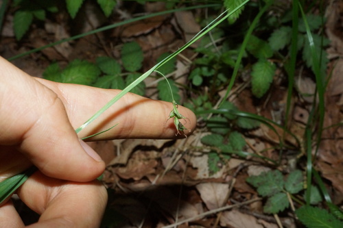Carex kujuzana iNat (2)