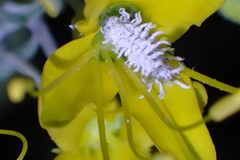 Cryptolaemus montrouzieri