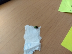 Calligrapha pantherina