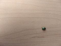 Calligrapha pantherina