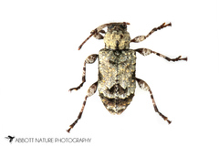 Leptostylus asperatus