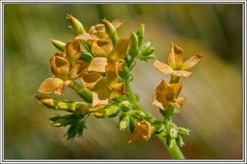 Kalanchoe glaucescens