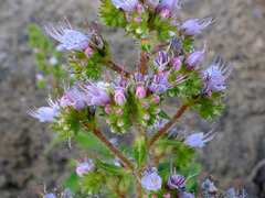 Echium strictum image