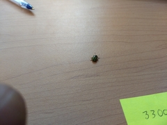 Calligrapha pantherina