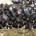 ヒバリガイモドキ