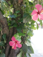 Hibiscus