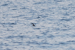 Hydrobates monorhis