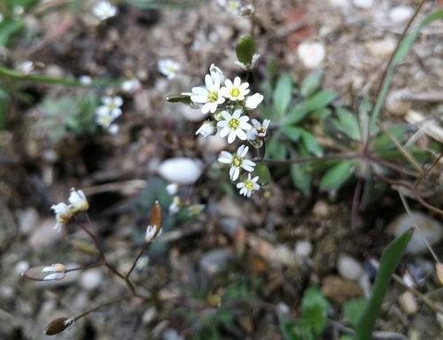 chudôbka jarná (Draba verna)