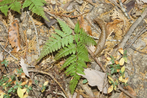 Dryopteris gymnophylla iNat (2)