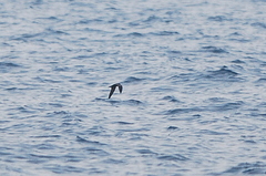 Hydrobates monorhis