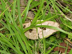 Pseudobunaea tyrrhena