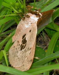 Pseudobunaea tyrrhena