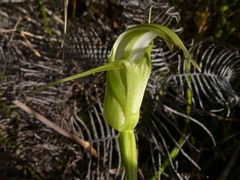 Pterostylis micromega