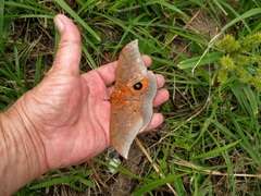 Pseudobunaea tyrrhena