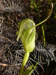 Pterostylis micromega