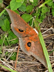 Pseudobunaea tyrrhena
