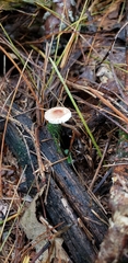 Lepiota umbrosa