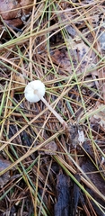 Lepiota umbrosa