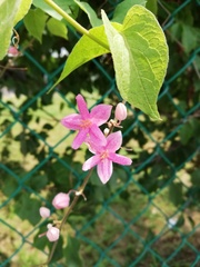 Antigonon cinerascens