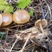 Galerina sideroides - Photo (c) Stephen Russell, some rights reserved (CC BY-NC), uploaded by Stephen Russell