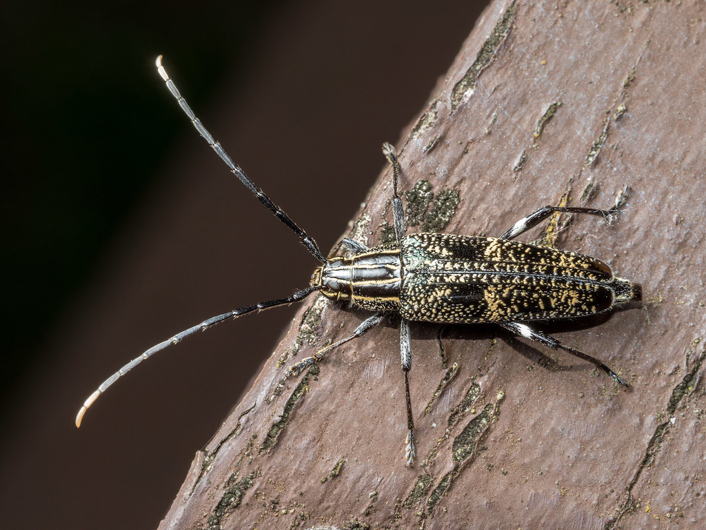 Variegated longhorn