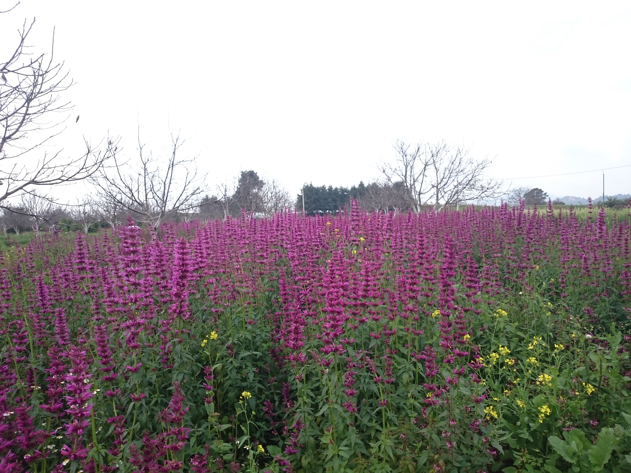 Toronjil Morado (Agastache mexicana) · iNaturalist Ecuador