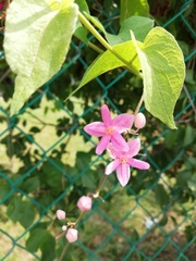 Antigonon cinerascens