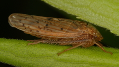 Ponana quadralaba