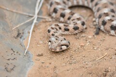 Horned Adder photo 3