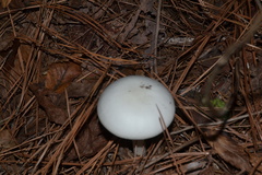 Amanita elliptosperma