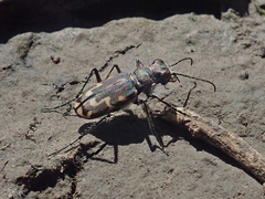 Cicindela senilis